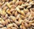 Oat P. E. (Saponin) (Sales6 At Lgberry Dot Com Dot Cn)